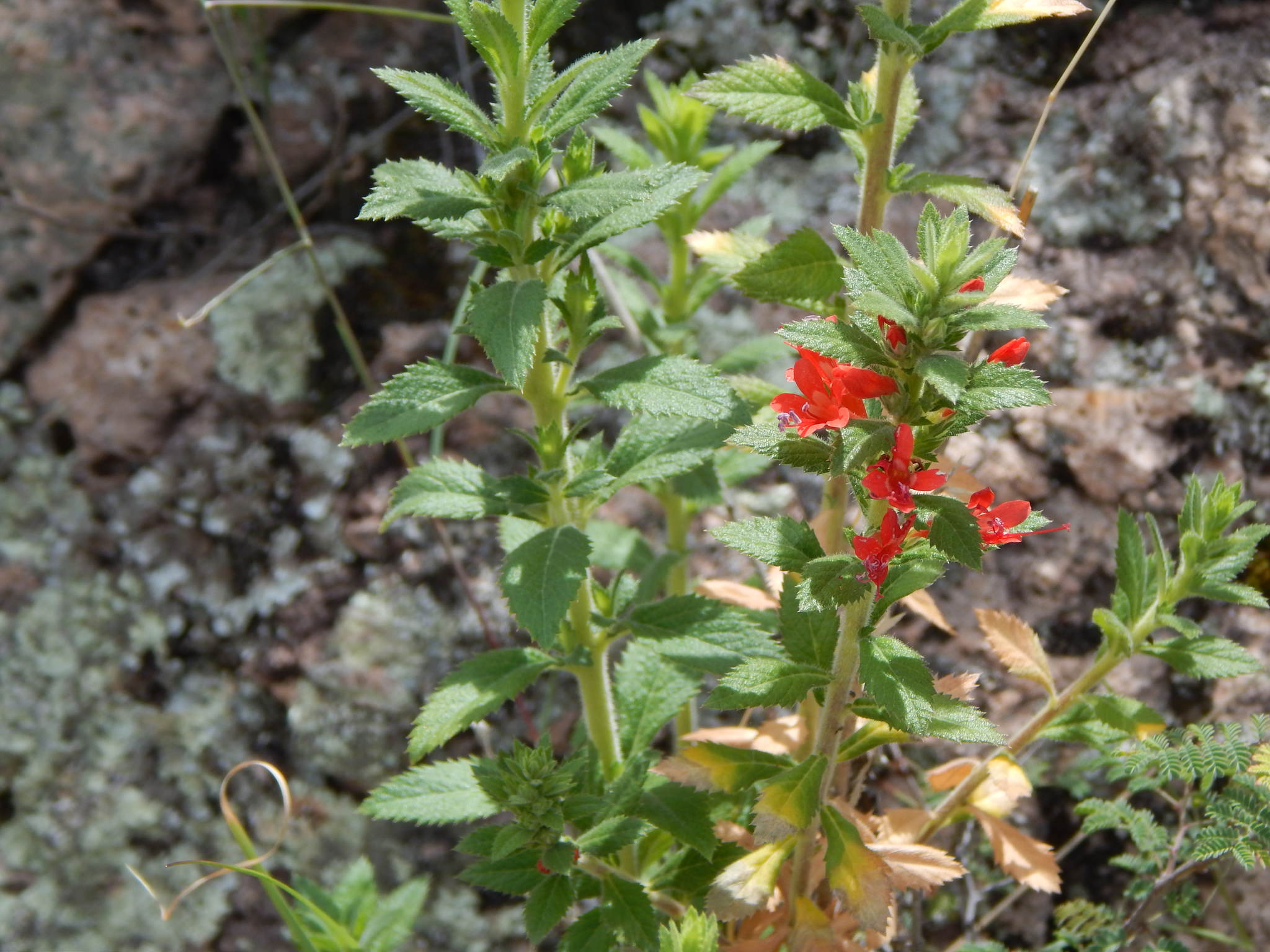 Loeselia mexicana